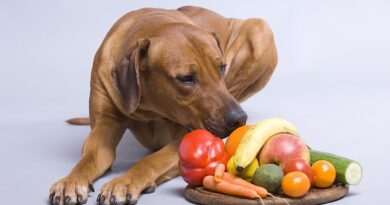 Questions and Answers Regarding Your Dog’s Health
